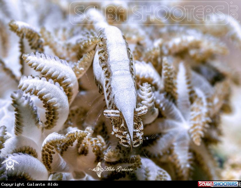 A Xenia Soft Coral Shrimp 