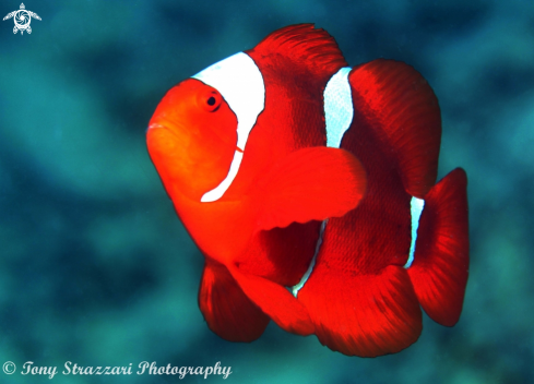 A Spine-cheeked anemonefish