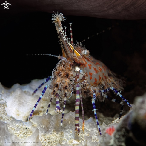 A Saron marmoratus, Marble shrimp | Marble Shrimp