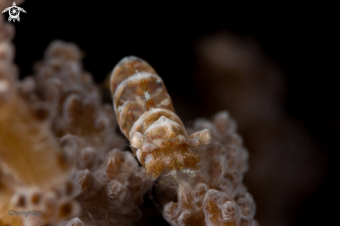 A Soft Coral Shrimp