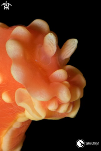 A Gymnodoris aurita | Strawberry Nudibranch