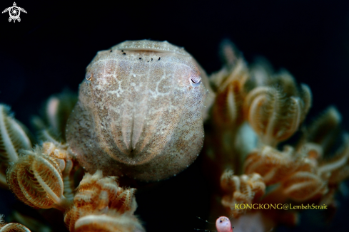 A Pygme Cuttlefish