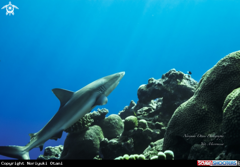 A Blacktail reef shark