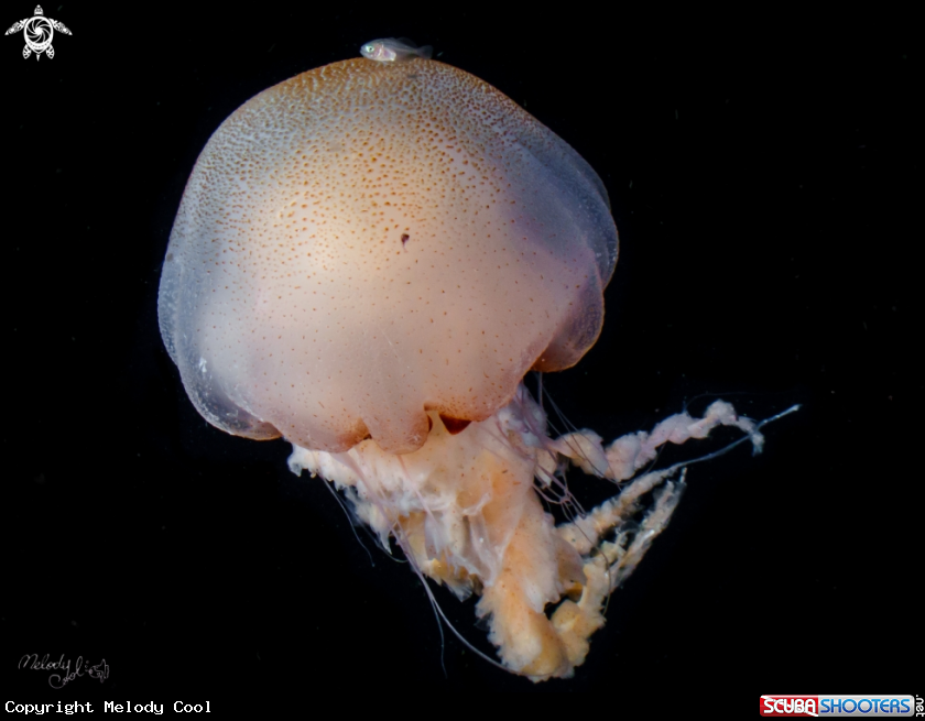 A jellyfish 