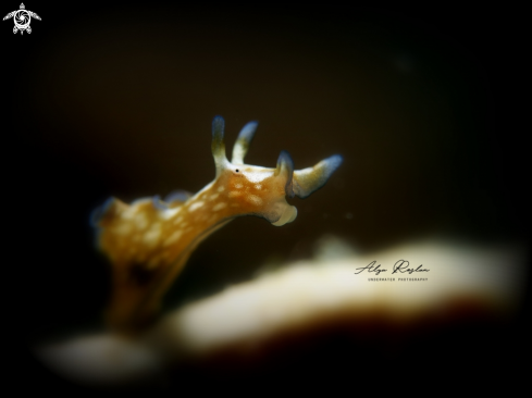 A Aplysia Parvula | Sea Hare