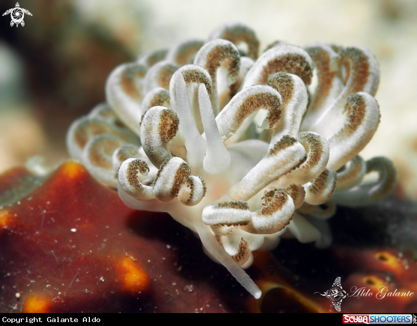 A Xenia Soft Coral Sea Slug - Nudibranch