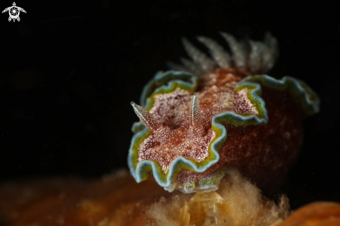 A Nudibranch Glossodoris cf cincta