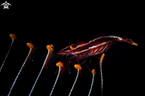 A Laomenes | Crinoid shrimp