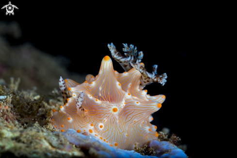 A Halgerda malesso | Nudibranch