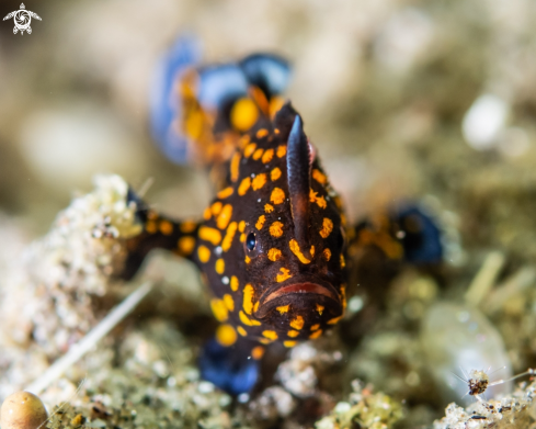 A Antennarius maculatus | Warty frogfish