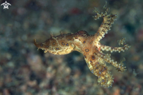 A Bluering octopus