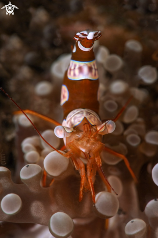 A Sexy Shrimp (Thor amboinensis)