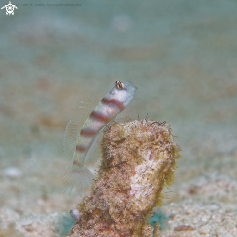 A Amblyeleotris steinitzi, Steinitz Shrimp-Goby | Shrimp Gobi