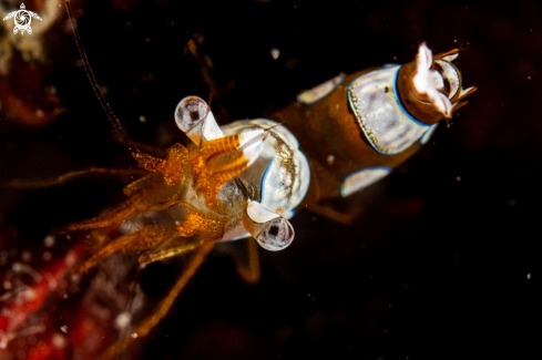 A Thor amboinensis | Elegant squat shrimp