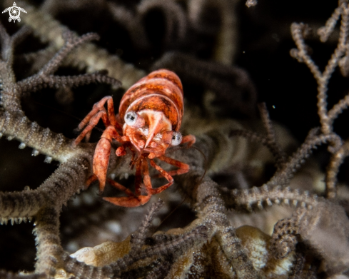 A Lipkemenes lanipes. | Basket star shrimp