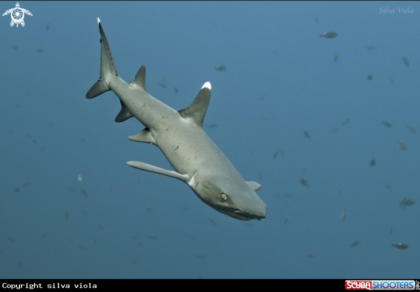 A Whitetip reef Shark