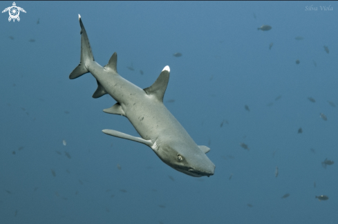 A Whitetip reef Shark
