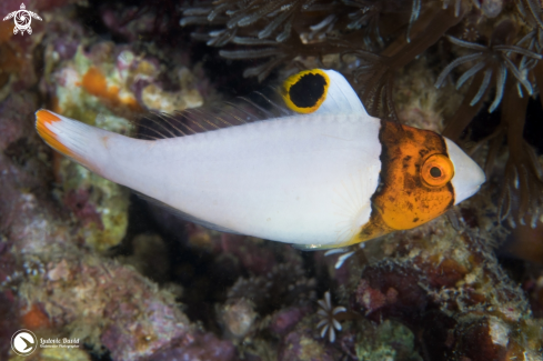A Spotted Parrotfish