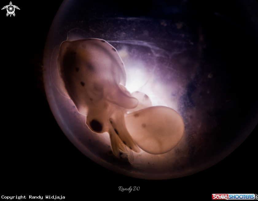 A Cuttlefish Egg