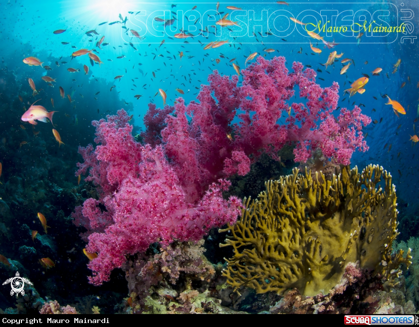 A Red Sea reef