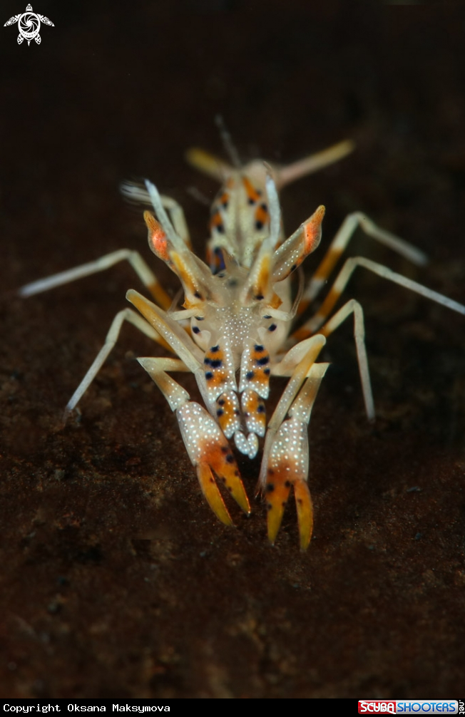 Spiny tiger shrimpÂ  (Phyllognathia