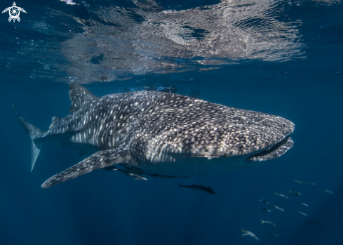 A Whale Shark