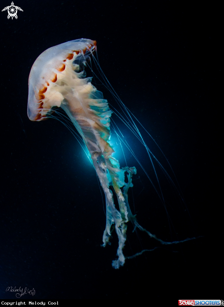 A jellyfish 