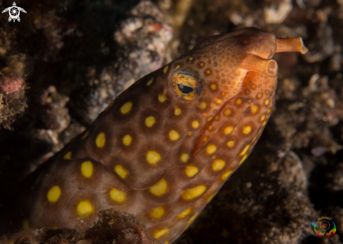 A Ophichthus polyophthalmus | Yellow-spotted snake eel