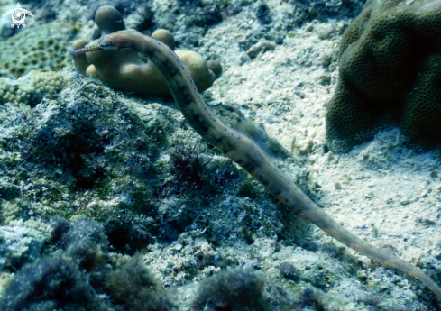 A Corythoichthys haematopterus | Messmate Pipefish