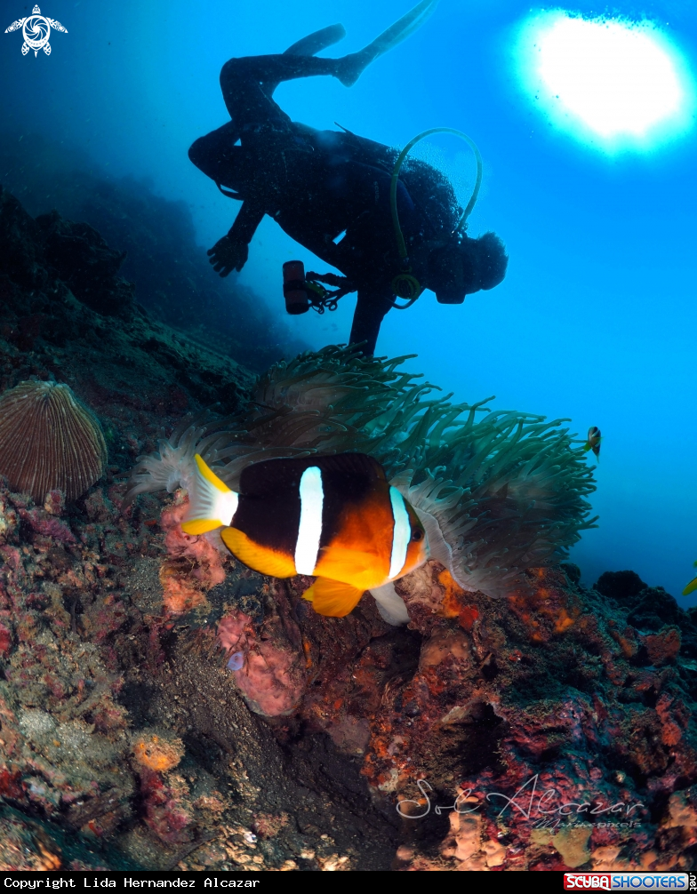 A anemone fish with diver