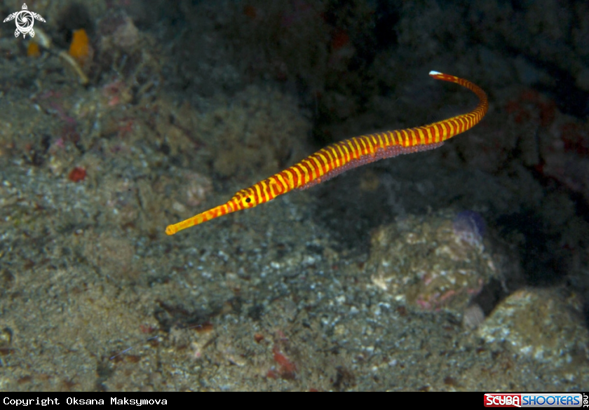 Orange-Banded Pipefish (Dunckerocampus pessuliferus), male carrying the eggs