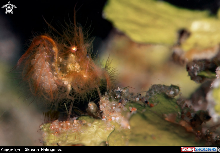 Hairy Shrimp ( Phycocaris simulans) carrying the eggs