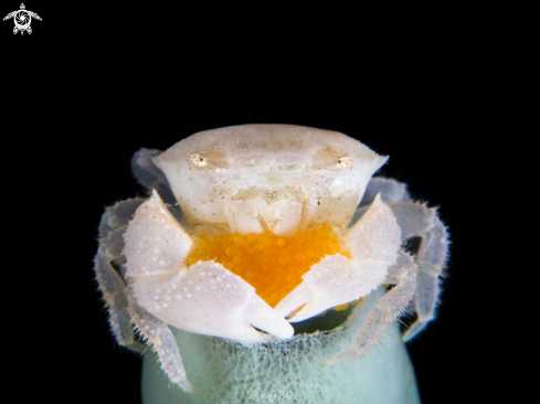 A Crab with eggs