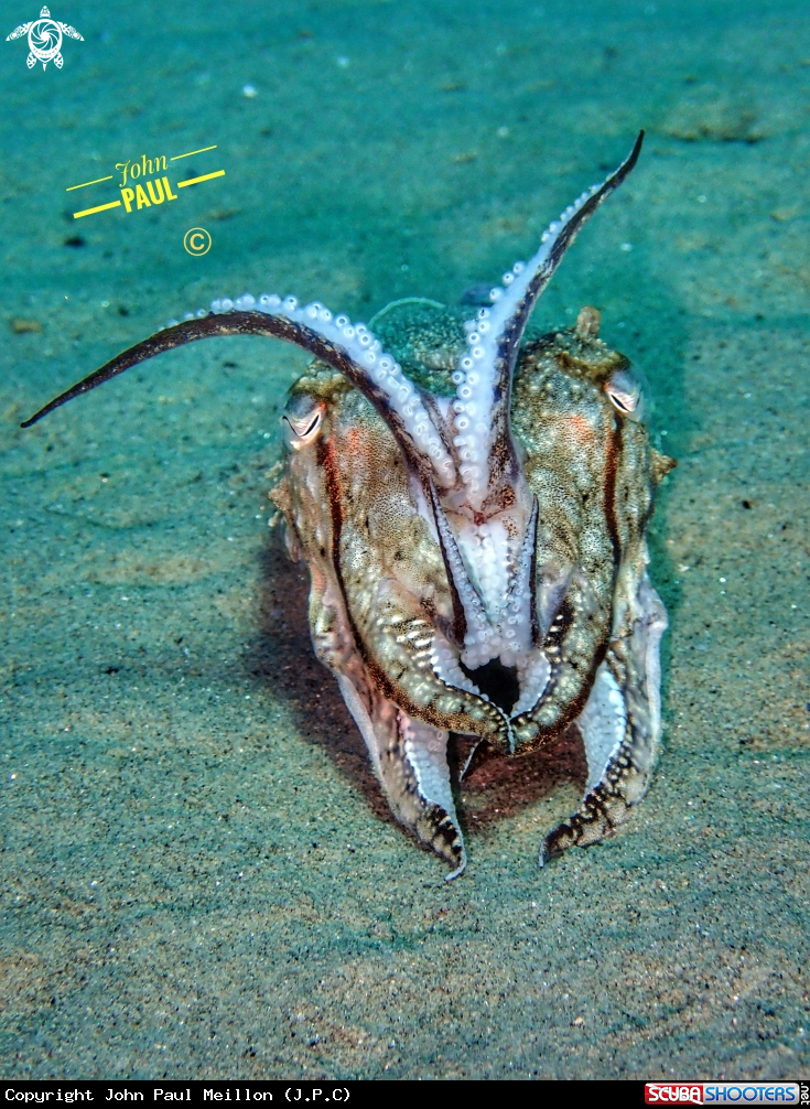  Cuttlefish