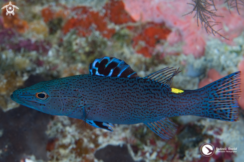 A Belonoperca chabanaudi | Arrowhead Soapfish