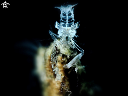 A Dasycaris ceratops | Ghost shrimp