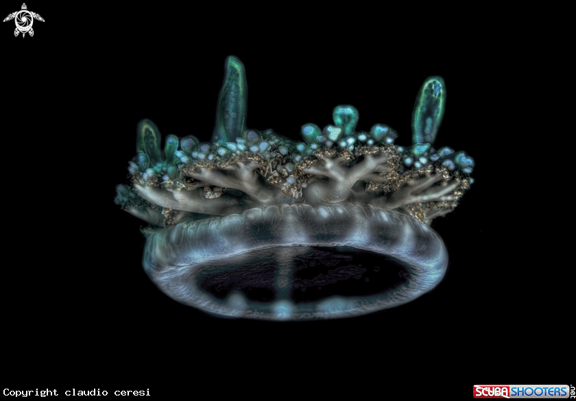 A medusa