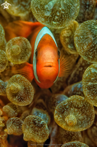 A Amphiprion melanopus | Clownfish