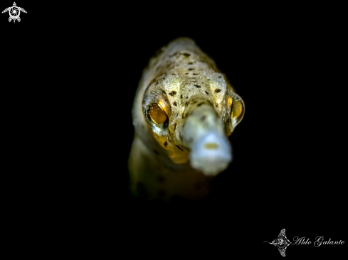 Pipefish 