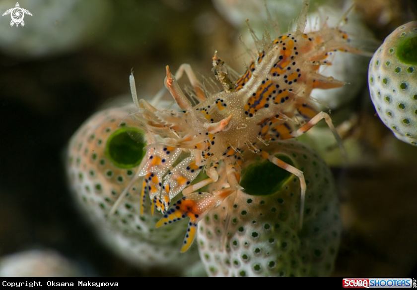 Spiny tiger shrimp  (Phyllognathia ceratophthalma)