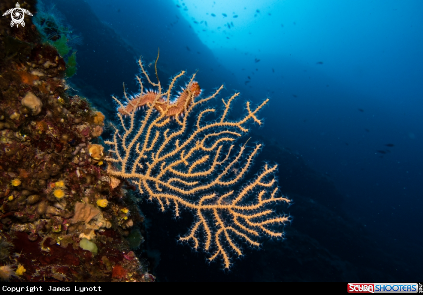 A Gorgonian Fan Coral