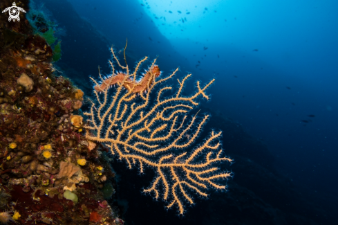 A Gorgonian Fan Coral