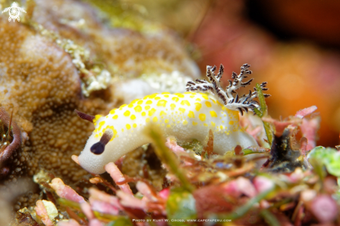 A Taringa halgerda | Nudibranches
