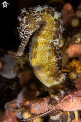 A Hippocampus comes | Tiger Tail seahorse