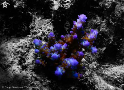 A Acropora valida  | Staghorn coral