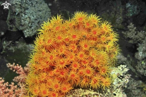 A soft corals