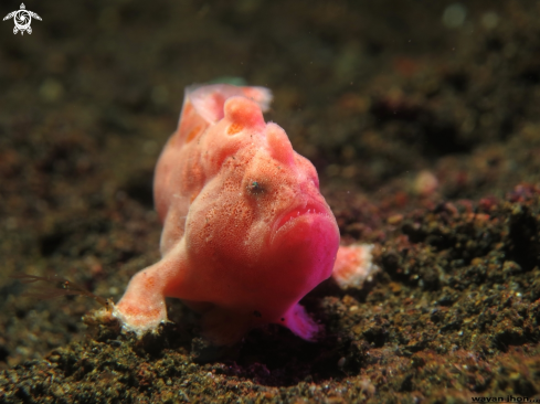 A Baby Frogfish