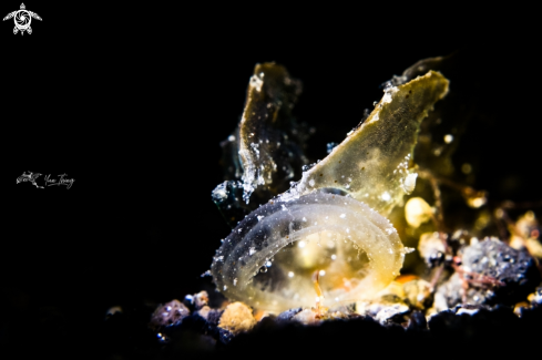 A Melibe Engeli | Nudibranch