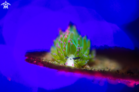 A Costasiella sp | Nudibranch