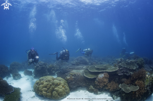 A Divers | Divers in Coral Reef